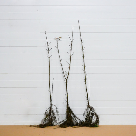 Ligustr Liguster pospolity Plant Pack