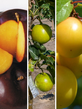 Zestaw Owocowe Letnie Zbiory Plant Pack