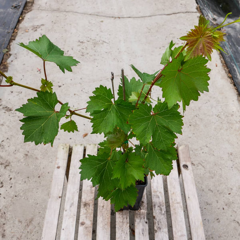 Winorośl winogrona Muscat Blue