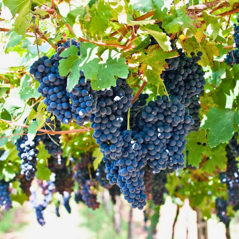 Winorośl winogrona Marechal Foch