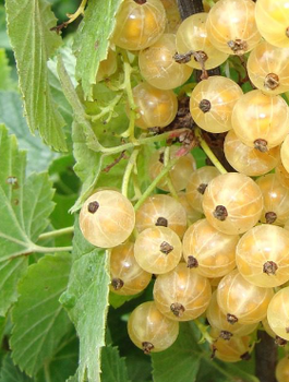 Porzeczka biała z Joteborg na pniu w pojemniku