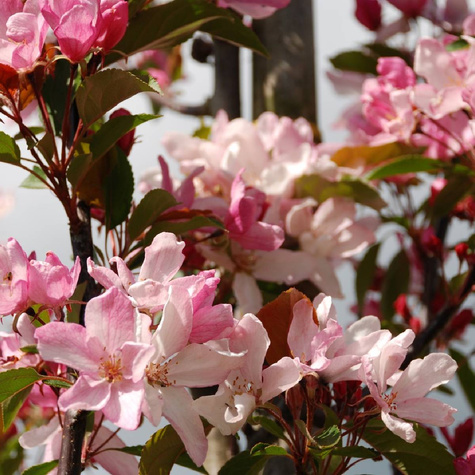 Jabłoń kolumnowa Dejavu w typie Gloster START PACK