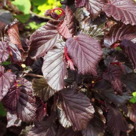 Orzech laskowy Syrena Leszczyna Czerwona START PACK