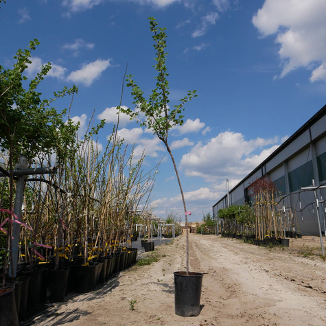 Agrest czerwony bezkolcowy Spine Free na pniu w doniczce