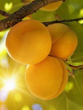 Morela Hargrand START PACK