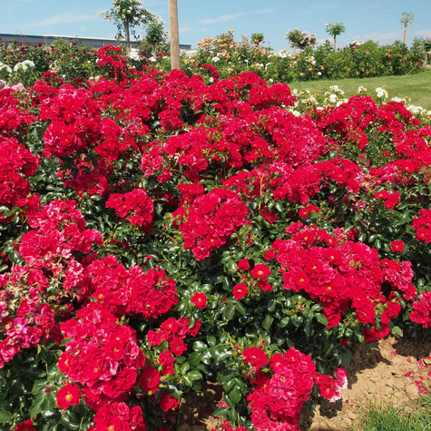 Róża rabatowa Matador czerwona balot