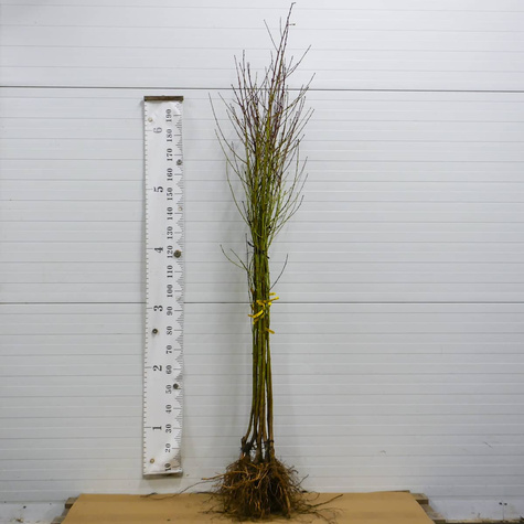 Brzoskwinia Royalvee