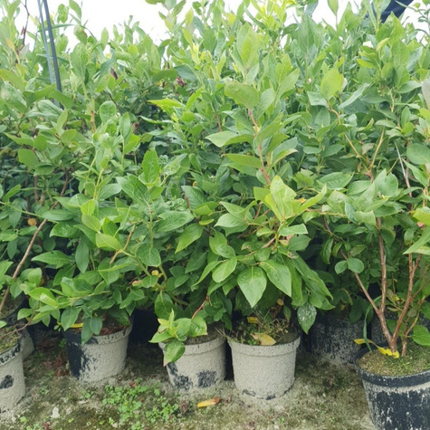 Borówka amerykańska Brigitta