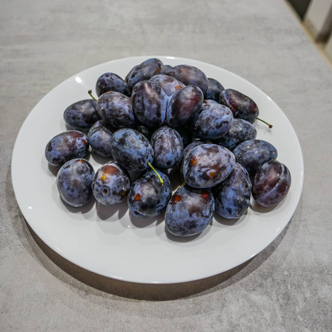 Śliwa Buhler karłowa START PACK