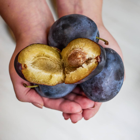 Śliwa typu Tophit START PACK