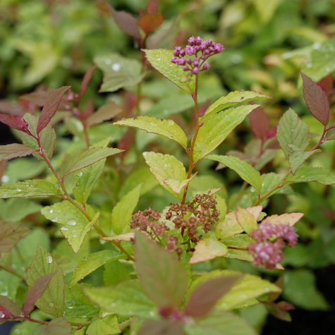 Tawuła japońska Firelight (P9)