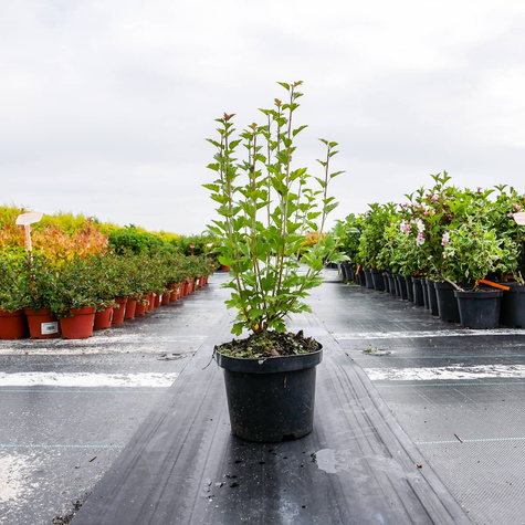 Porzeczka alpejska (P9)