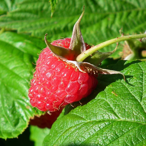 Malina powtarzająca owocowanie w doniczce