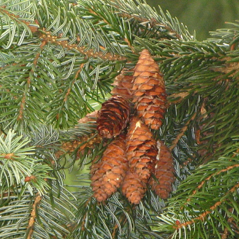 Świerk serbski Plant Pack