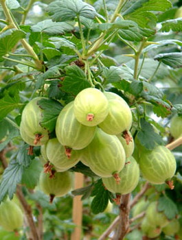 Agrest biały Tatiana w balocie