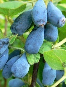 Jagoda kamczacka Duet