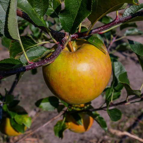 Jabłoń Rajka Parchoodporna