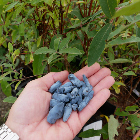 Jagoda kamczacka Nimfa