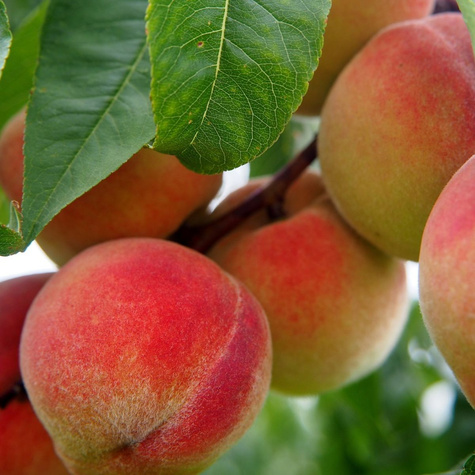 Brzoskwinia Rakoniewicka Siewka Rakoniewicka