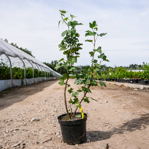 Porzeczka krwista (C2)