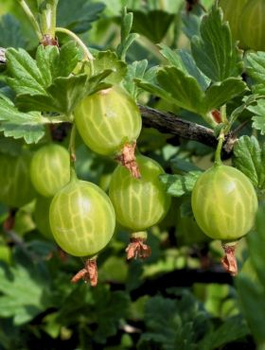 Agrest biały Mucurines  na pniu w balocie