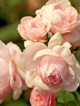 Róża parkowa Cinderella Kopciuszek jasnoróżowa balot