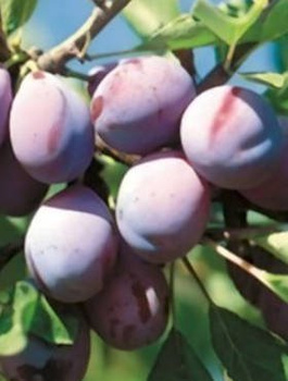 Śliwa Cacanska Najbolja odporna na choroby Plant Pack