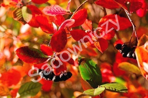 Aronia Czarna Czarnowocowa sadzonki