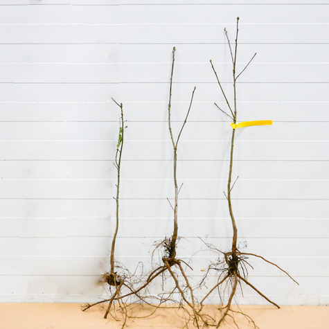 Dąb szypułkowy Plant Pack