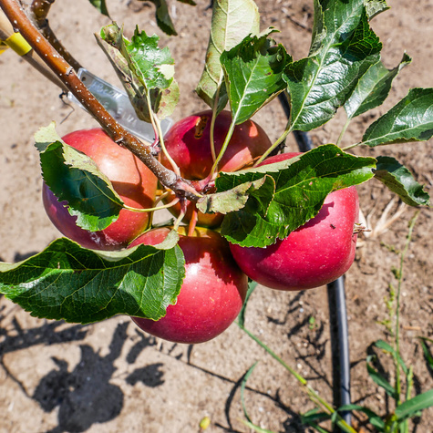 Jabłoń Typu Elise Eliza