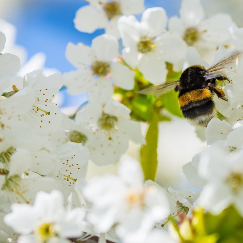 Czereśnia Kanarkowa Żółty kanarek START PACK