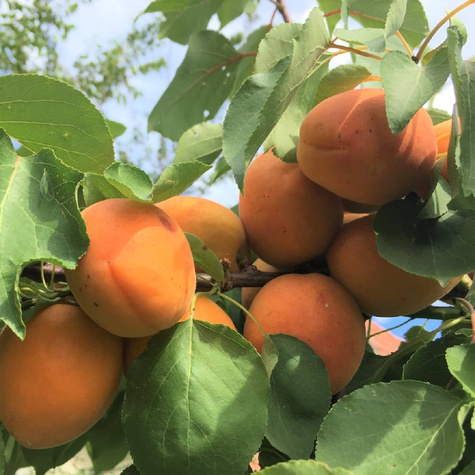 Morela Sirena START PACK