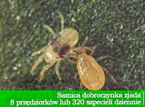 Dobroczynek gruszowy 500 opasek DARMOWA WYSYŁKA