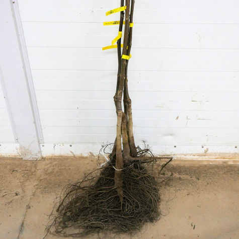 Orzech Włoski Fernette Szczepiony Plant Pack