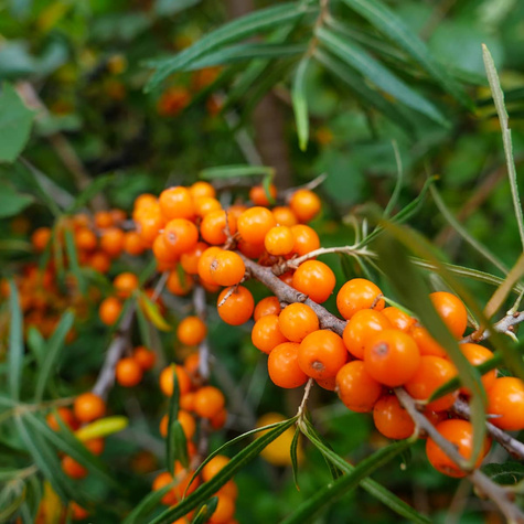 Rokitnik pospolity Aromatnaja żeński