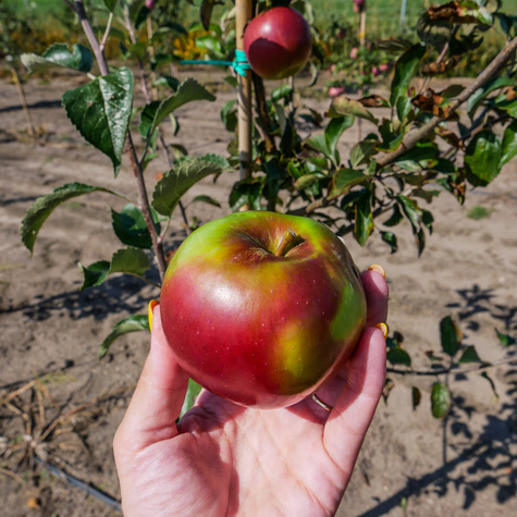 Jabłoń typu Idaredest START PACK