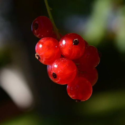 Porzeczka czerwona Rondom na pniu w doniczce