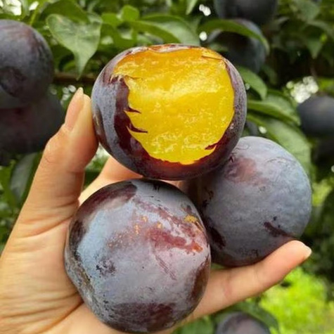 Śliwa japońska Black Amber Mrozoodporna