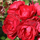 Róża rabatowa Milano czerwona balot
