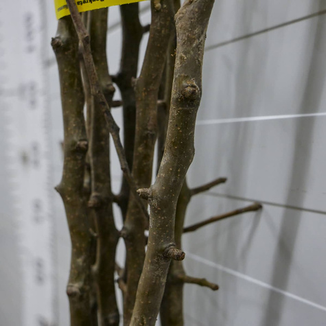 Grusza azjatycka Nijisseiki New Century najsłodsza