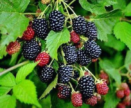 Jeżyna wielkoowocowa Loch Ness w doniczce