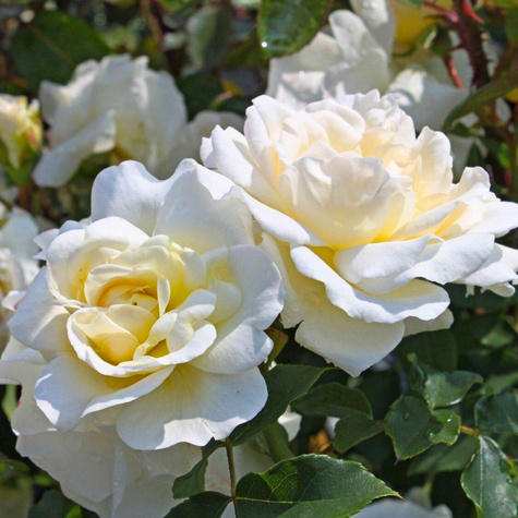 Róża rabatowa Kosmos kremowobiała