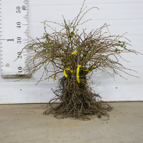 Agrest biały krzaczasty START PACK