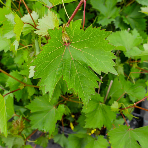 Winorośl winogrona Nero