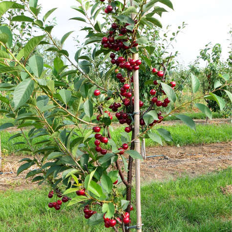 Wiśnia Nana Start Pack