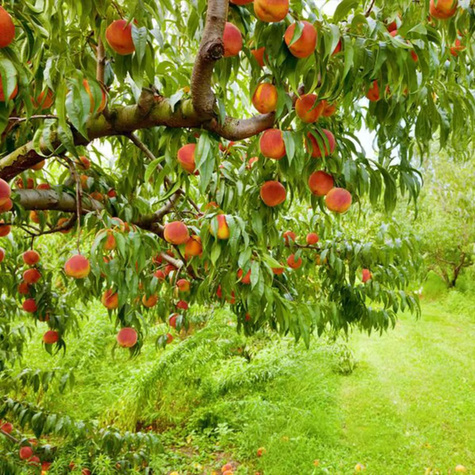 Brzoskwinia Fenix Start Pack