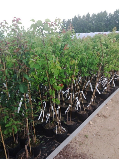 Grusza azjatycka Hosui w doniczce