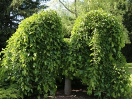 Morwa górska biała Shin-Tso