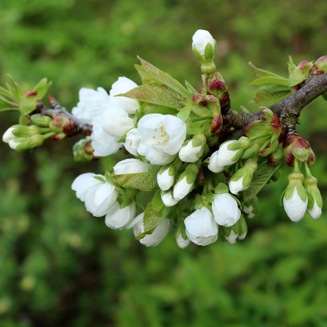 Czereśnia Hedelfińska START PACK