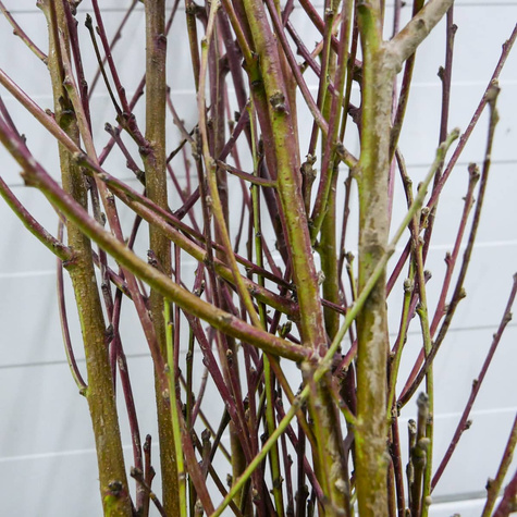 Nektaryna Durbin START PACK